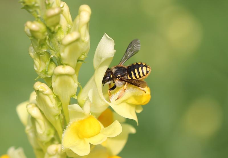 Dieses Exemplar einer „Großen Wollbiene“ (Anthidium manicatum) hat das Forschungsteam auf einem Kalkmagerrasen entdeckt.