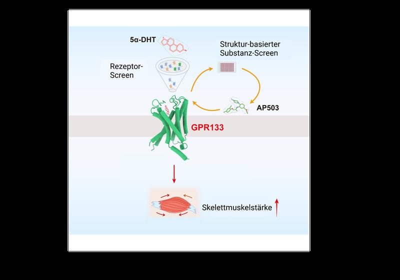 In dieser internationalen Studie konnten die Wissenschaftler:innen zeigen, dass einer der Adhäsions-G-Protein-gekoppelten Rezeptoren – GPR133 – durch das androgene Steroidhormon 5α-DHT aktiviert wird.