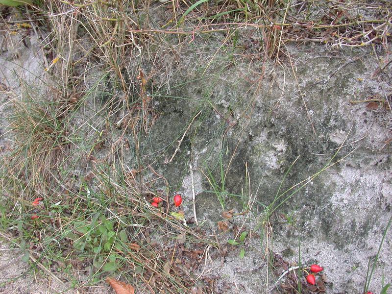 Auch in den Dünen vor Heiligendamm am Ostseestrand tritt der der Algenteppich auf 