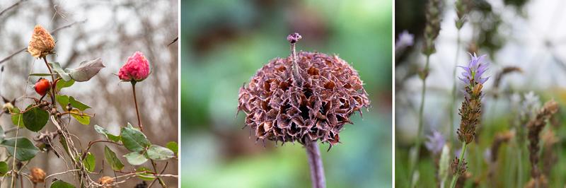 Auch im Januar sind noch vereinzelt Blüten aus dem Vorjahr zu finden, links Rosen (Rosa), rechts Lavendel (Lavandula). In der Mitte der vertrocknete Blütenstand des Russel-Brandkrauts (Phlomis russeliana). 