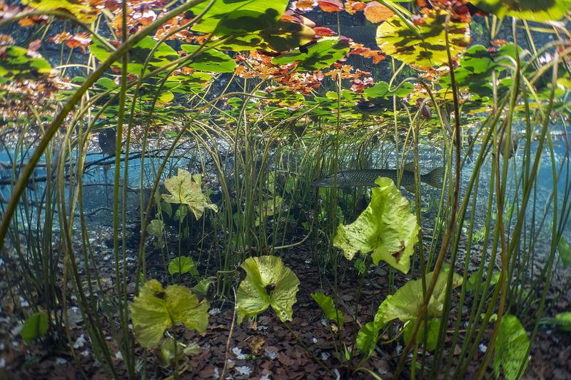 Beispielfoto für einen Lebensraum für junge Flussfische. Hier versteckt sich ein Hecht.