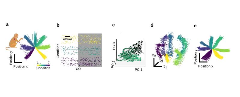 Darstellung und Entschlüsselung der neuronalen Aktivität im Gehirn eines Affen während er seinen Arm bewegt. 