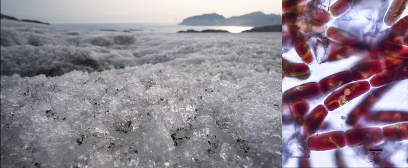 The small algae form dark spots on the ice (left, © Laura Halbach). Their dark coloring is clearly visible under the microscope (right, image from the publication in Nature Communications, DOI: 10.1038/s41467-025-56664-6)