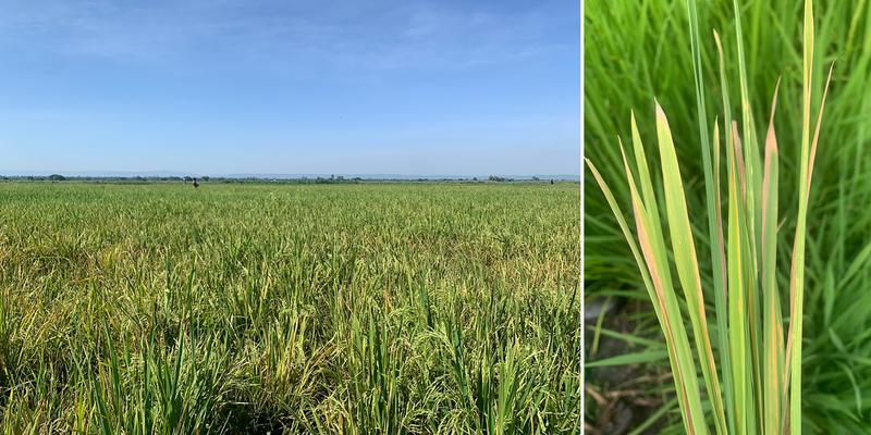 Infected rice fields in Kenya. Right: Rice plants in Kenya that are heavily infected with bacterial blight. 