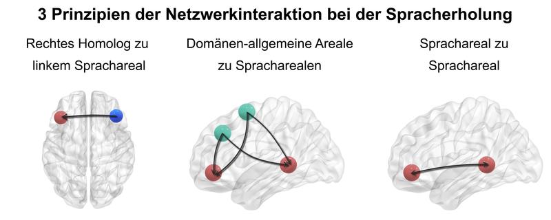 Drei Prinzipien der Netzwerkinteraktion bei der Spracherholung