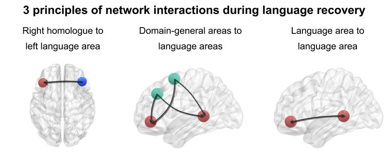 Three principles of network interaction in language learning