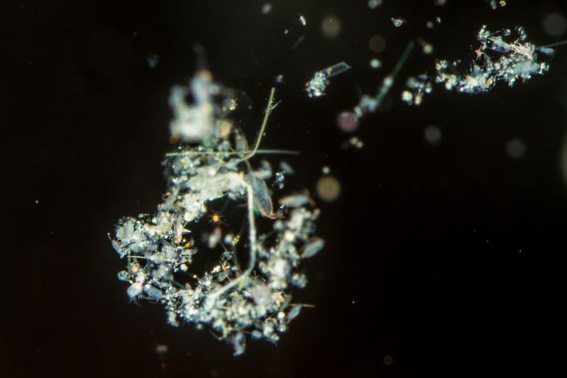 Marine snow consists of debris from diverse organisms in the water column. The photo shows marine snow from the Sargasso Sea.