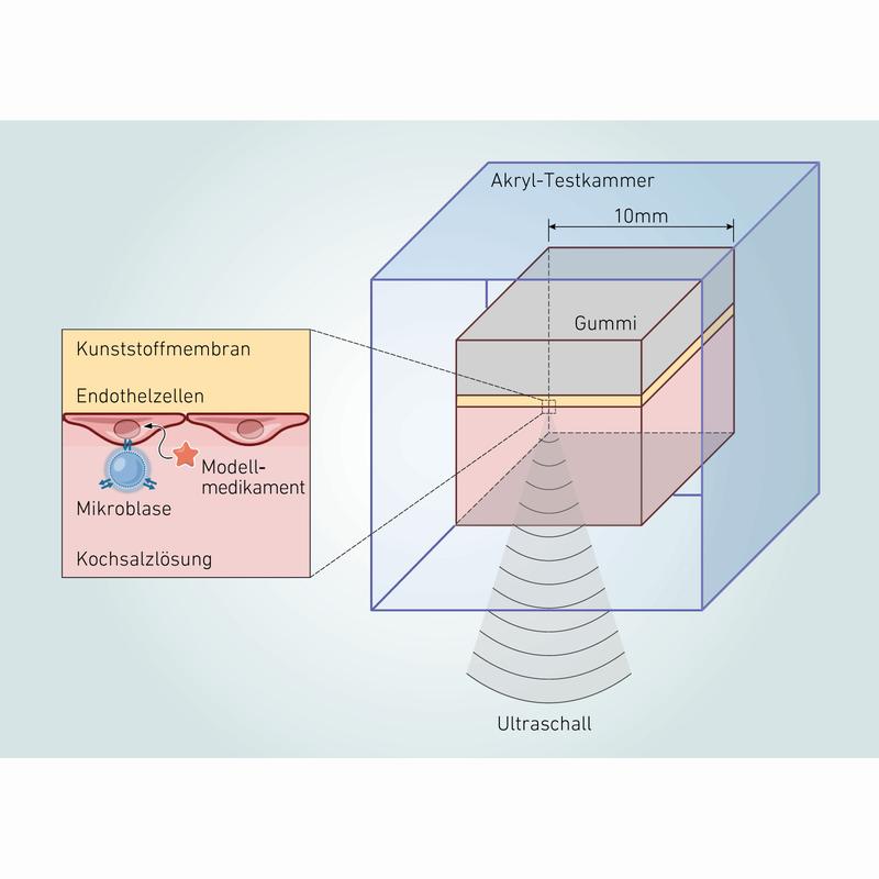 Für ihr Experiment beobachteten die Forschenden, wie eine Mikroblase in Kontakt mit einer Endothelzelle auf Ultraschall reagierte und sich verformte, um einen Strahl zu erzeugen, der die Zellmembran perforierte