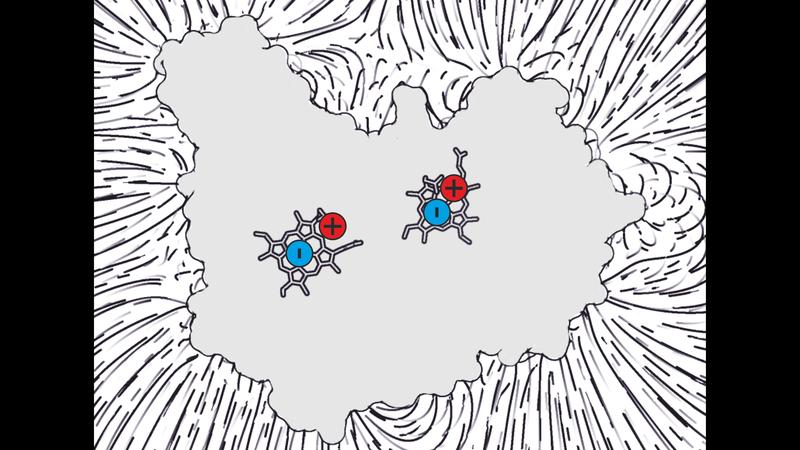 Surprising finding: Inside the newly discovered protein, calcium ions are located in the immediate vicinity of the site where electrons are stored (cross section with the protein’s interior in gray, curved lines on the outside are electric field lines).