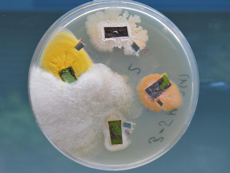 endophytes in a poplar leaf