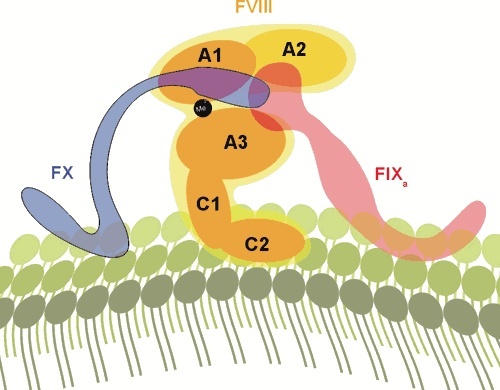 Der Tenasekomplex bringt die Blutgerinnung in Gang. Dieser setzt sich am Endothel (unten) aus Faktor VIII (orange; mit seinen Domänen A1 bis C2) und den Gerinnungsfaktoren IXa (rosa) und X (blau) zusammen. Bild: Oldenburg