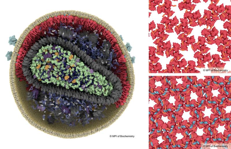 Damit HIV infektiös wird, muss es einen Reifungsprozess durchlaufen. Beim unreifen HIV bilden Matrixproteine (rot) ein loses Gitter (o.r.), während beim reifen HIV die Bildung eines stabilen Gitters durch das Protein SP2 (blau, u.r.) ausgelöst wird.