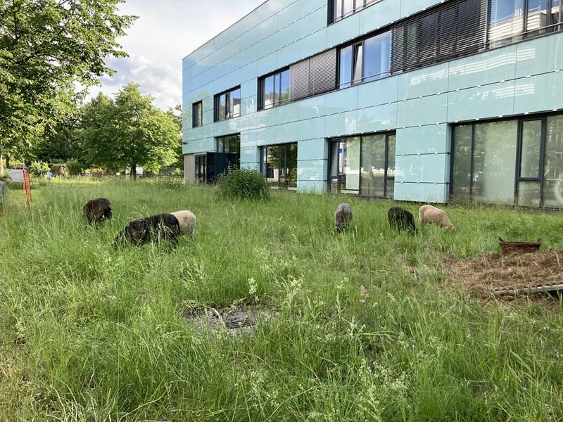 Nachhaltige Pflege der Wiesenflächen auf dem Campus der Universität Augsburg durch Schafbeweidung.