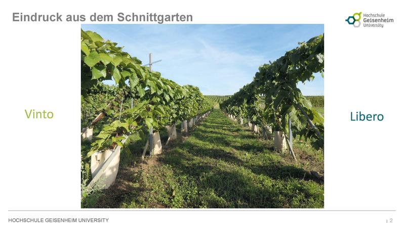 Eindruck aus dem Schnittgarten