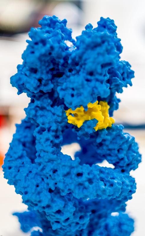 Gedrucktes 3D-Modell des Ionenkanals „NompC” mit gelb eingefärbter Feder
