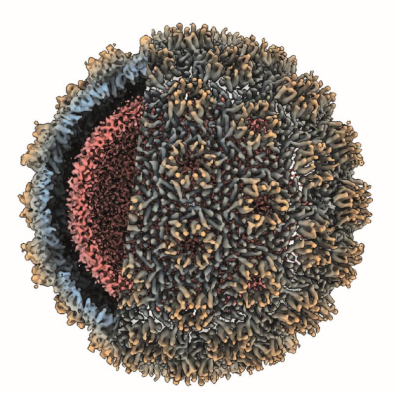 Capsid structure of the copia retrotransposon.