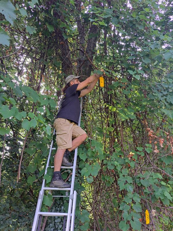 Alan Oggier (WSL) beim Ersetzen einer Insektenfalle an einer verwilderten Weinrebe. 