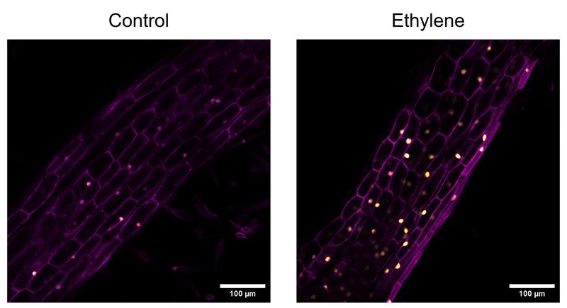 In den Wurzeln des japanischen Hornklees (Lotus japonicus) ließ sich die Ansammlung des Steuerungsproteins SMAX1, hier gelb eingefärbt, nach Zugabe von Ethylen beobachten. 