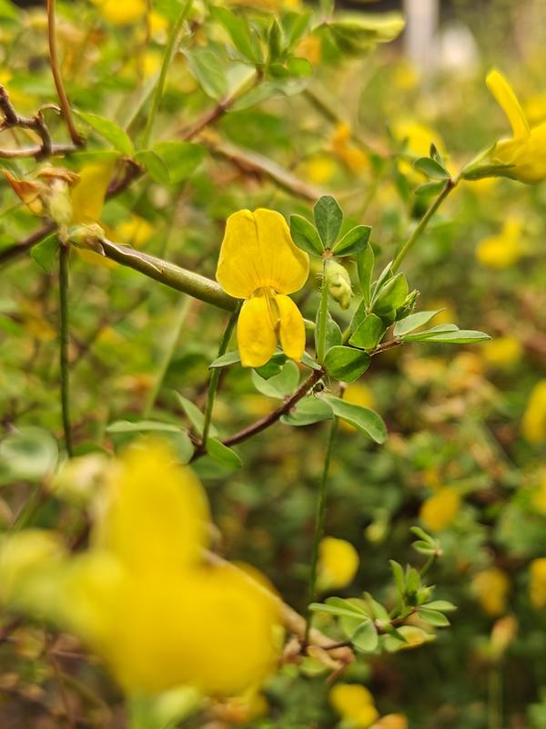 Lotus japonicus flowers