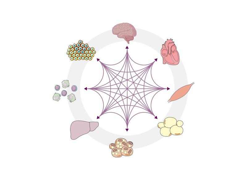 Dysregulation of the complex communication processes between organs such as the liver, heart, intestines, brain and immune system influence the development of disease. Image created with BioRender.com.