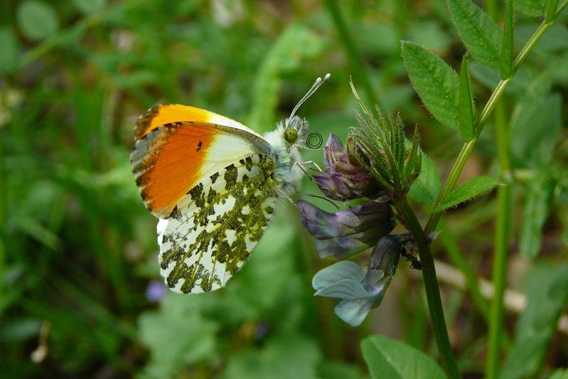 Aurorafalter (Anthocharis cardamines), eine Art, die seit 2005 häufiger geworden ist.