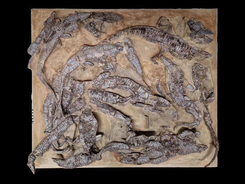 A spectacular find from Stuttgart: 22 aetosaurs lying close together (Upper Triassic). 