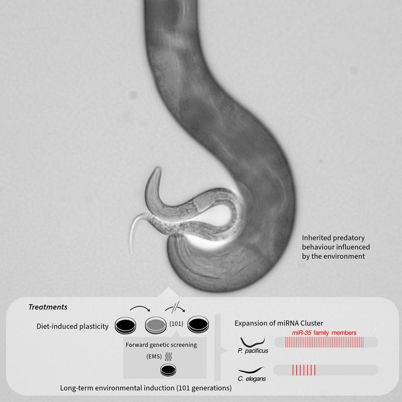 Depiction of treatments, highlighting the evolutionary transformation of genetic memory of the predatory behaviours across generations 