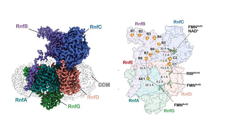 Structure and electrical connectivity in the Rnf complex of Acetobacterium woodii.