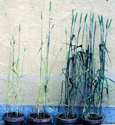 Wenn bei Weizen mit Chemikalien das Abwehrsystem aktiviert wird, schmälert das den Ertrag. Die behandelten Pflanzen (links) haben weniger Seitentriebe und Ähren als die unbehandelten (rechts). In jedem Topf befinden sich sieben Pflanzen. Foto: Heil