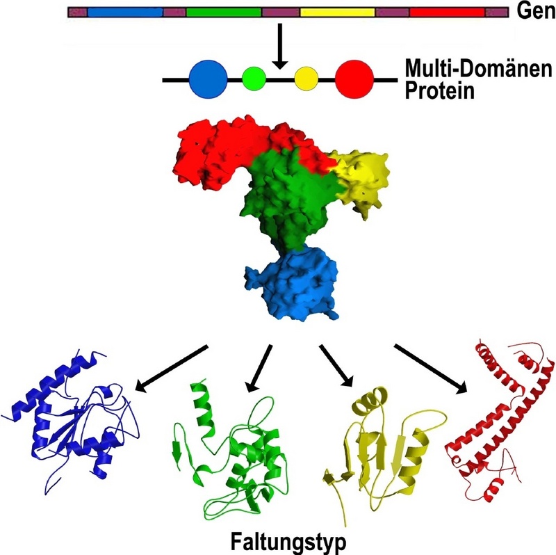 Modularer Aufbau von Multidomänen-Proteinen.