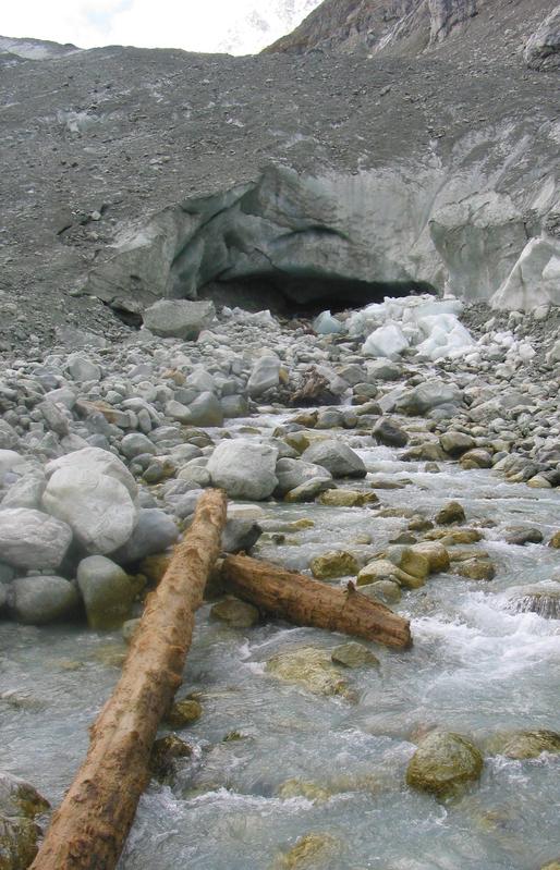 Gletscherstamm am Mont Minte Gletscher