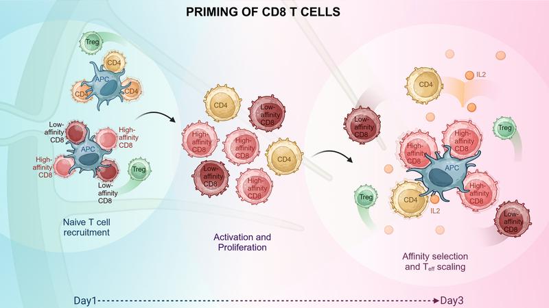 Das Priming von CD8 T-Zellen erfolgt in zwei Phasen: der Aktivierungsphase und der Selektionsphase. Diese Prozesse fördern die Expansion und Differenzierung zu Effektor-CD8 T-Zellen.