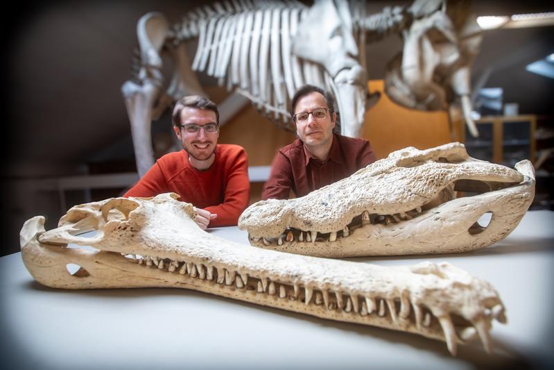 Dr. Márton Rabi (right) and co-author Dr. Tobias Massonne with two record-sized skulls of living crocodilians in the Zoological Collection of the University of Tübingen.