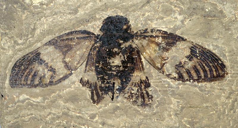 Das erwachsene Singzikaden-Weibchen aus den etwa 47 Millionen Jahre alten Ölschiefern der Grube Messel ist nahezu vollständig erhalten geblieben. 