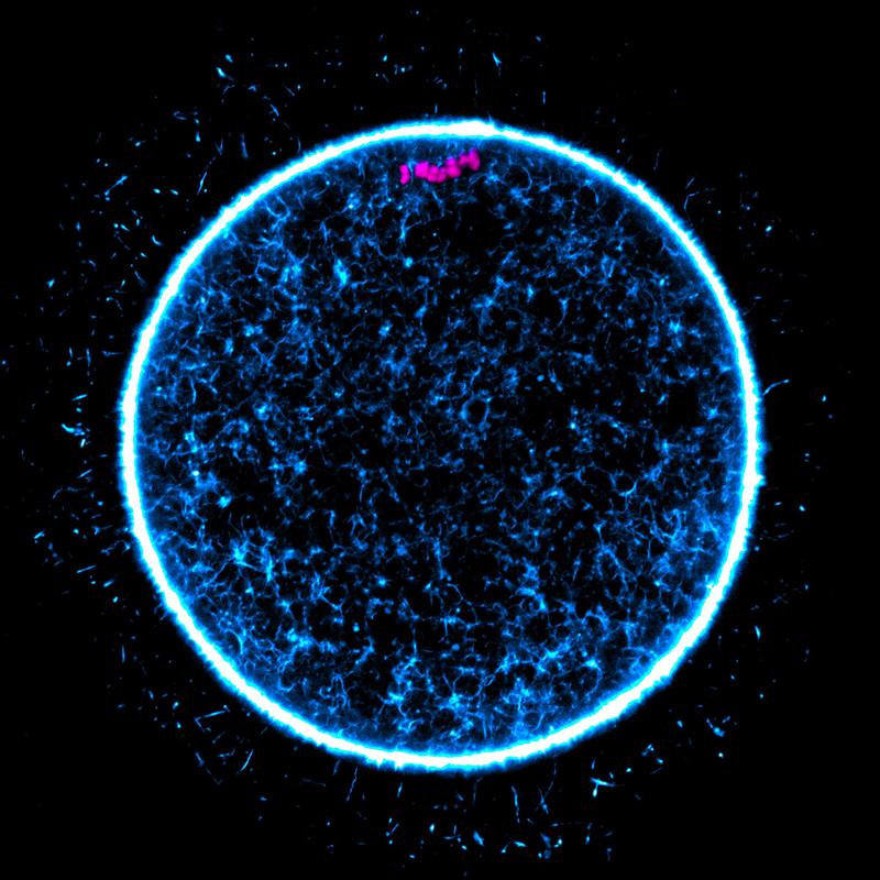 A moment before division: The human egg prepares to partition its DNA. 