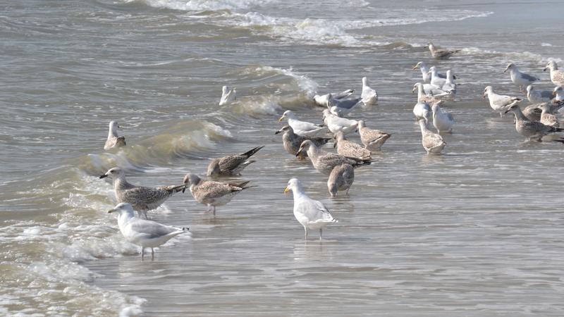 Viele Vogelarten haben ein großes Verbreitungsgebiet, das sich oft über mehrere Kontinente erstreckt. Die einzelnen Verbreitungsgebiete der verschiedenen Arten bestimmen die Arten-Flächen-Beziehungen, die in der neuen Studie untersucht wurden