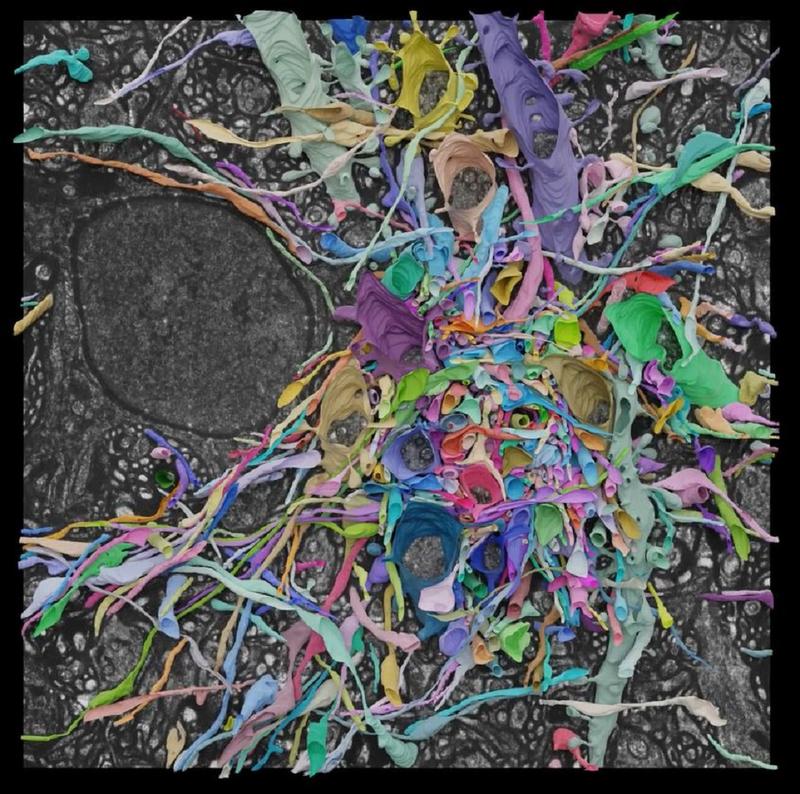 Screenshot of video showing: Manual reconstruction of 658 neuronal structures, revealing their complex shapes and interwoven arrangement.
