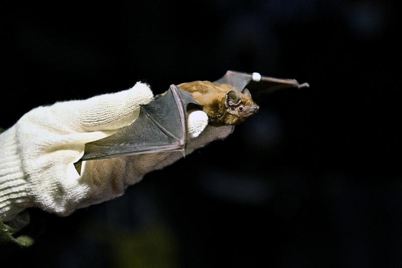 Großer Abendsegler - Nyctalus noctula