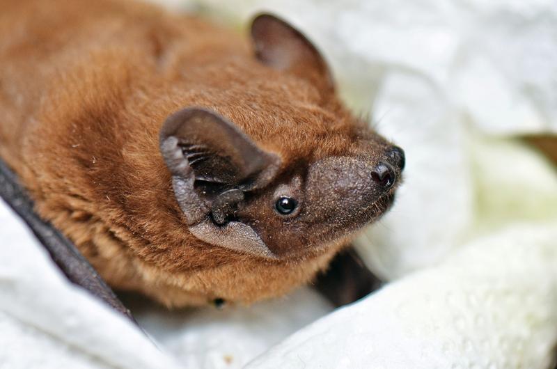 Großer Abendsegler - Nyctalus noctula
