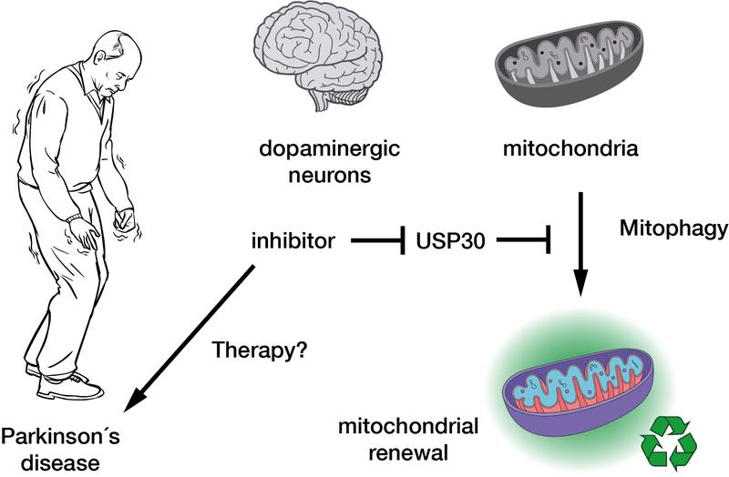 Inhibition of the deubiquitinase USP30 promotes mitophagy and thus mitochondrial renewal in dopaminergic nerve cells and could therefore form the basis for an innovative therapy for Parkinson's disease.