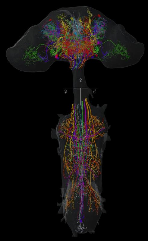 The images show example neurons from the study. Each colour represents a cell identified in the female brain, in the female (bottom left) and male (bottom right) nerve cord.