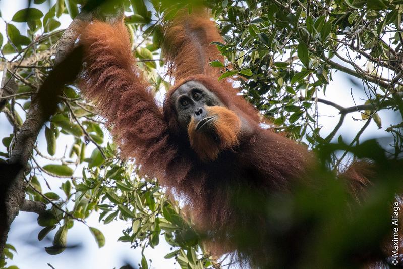 Der Tapanuli Orang-Utan lebt in Regenwäldern höherer Gebirgslagen auf der Insel Sumatra. Er gilt als die am meisten bedrohte Menschenaffenart überhaupt und wurde 2017 unter anderem von Wissenschaftler*innen des DPZ mitentdeckt. 
