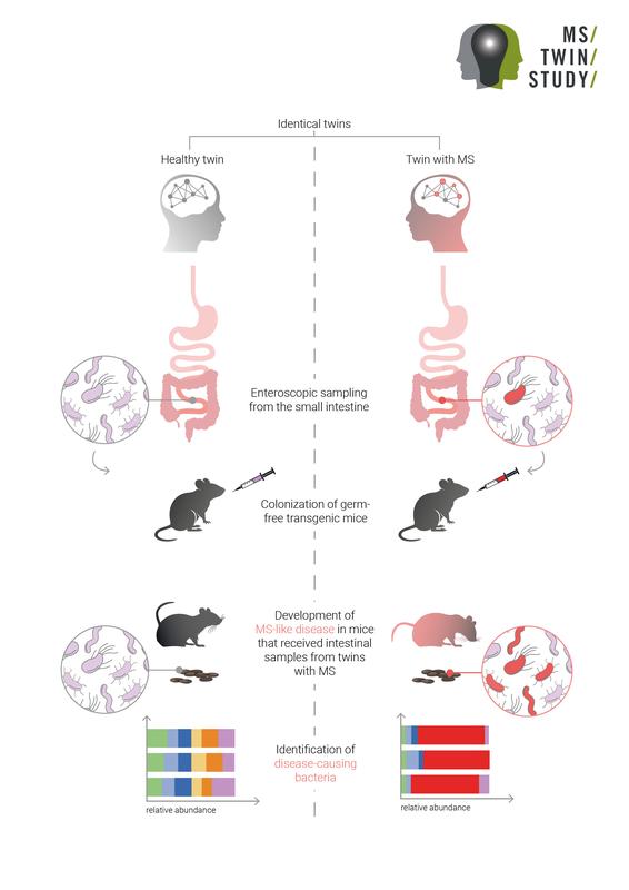Using the experimental strategy shown here, the scientists were able to functionally analyze the microorganisms from the gut samples of twins and identify potential MS-triggering candidates.