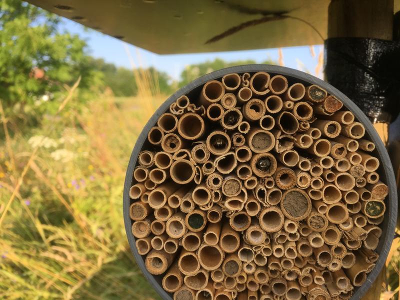 Bienen warten schlafend in einem künstlichen Nest aus Schilfhalmen auf günstige Flugbedingungen. Einige Arten verschließen ihre Nesteingänge mit Lehm oder Pflanzenresten. 