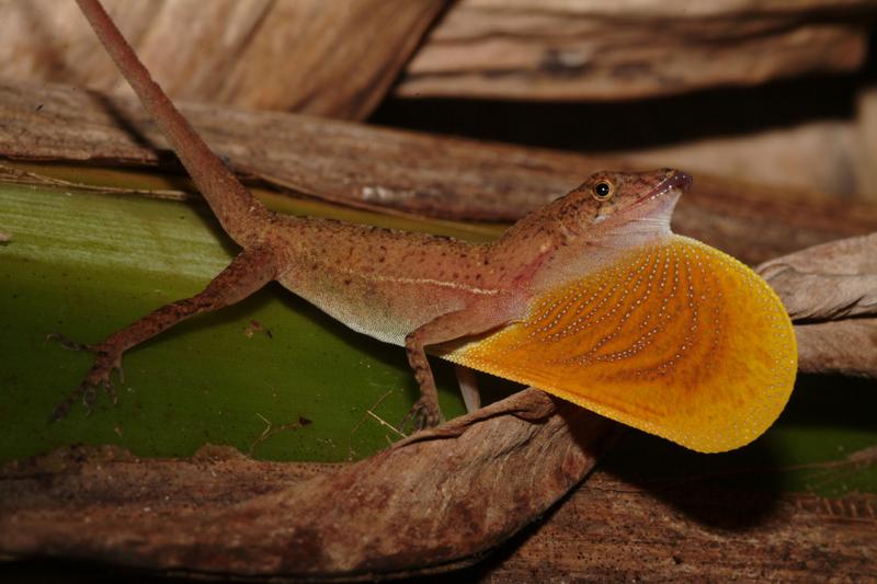 Die heute lebende tropische Eidechse Anolis polylepis ist mit einigen der untersuchten fossilen Eidechsen aus dem Eozän verwandt.