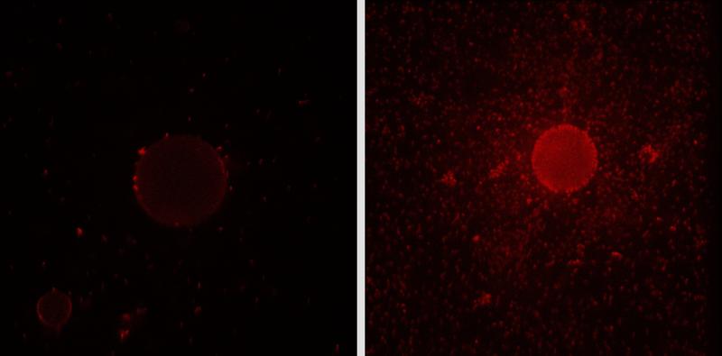 Wurde das Gencluster in den rot markierten Bakterien ausgeschaltet, konnten sie kein Detergens mehr synthetisieren. Sie konnten sich dann nicht mehr so gut an die Oberfläche von Öltröpfchen anheften (links) wie normalerweise (rechts).