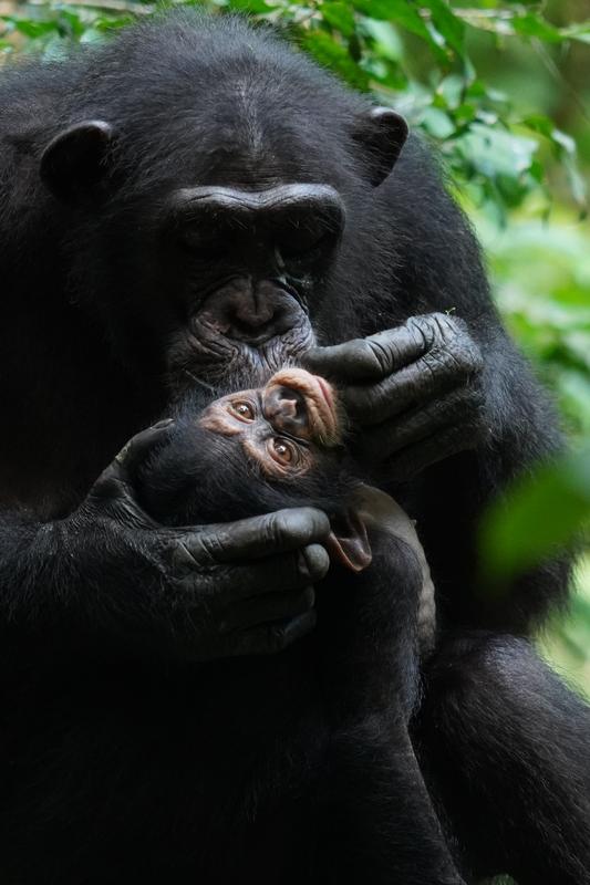 Ähnlich wie menschliche Kinder entwickeln freilebende junge Schimpansen sichere und unsicher-vermeidende Bindungsmuster zu ihren Müttern - zeigen jedoch keine desorganisierten Bindungen.