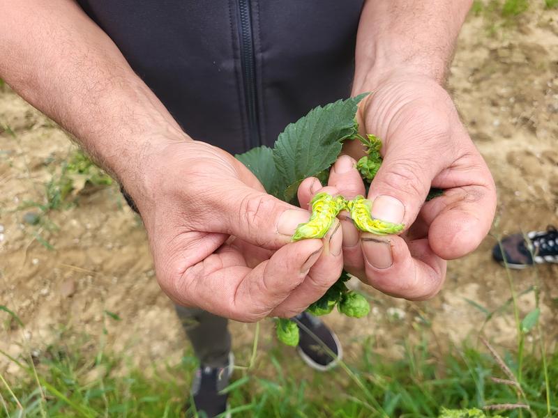 Die Projektbeteiligten verschaffen sich im Hopfenzentrum von Johann Brenner einen Überblick über den Hopfenanbau und seine Trocknung.