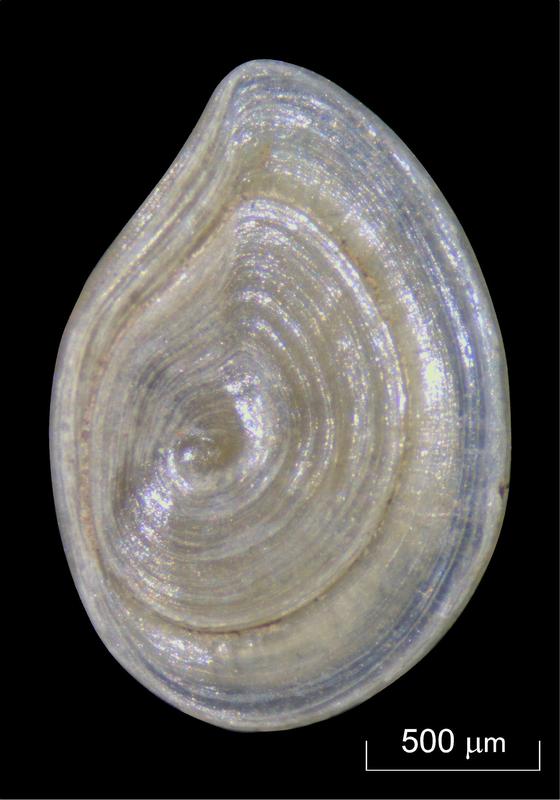 The sediment of the so called “Spear Horizon” contains small freshwater snails of the genus Bithynia, whose opercula were biochemically analysed for the study. 
