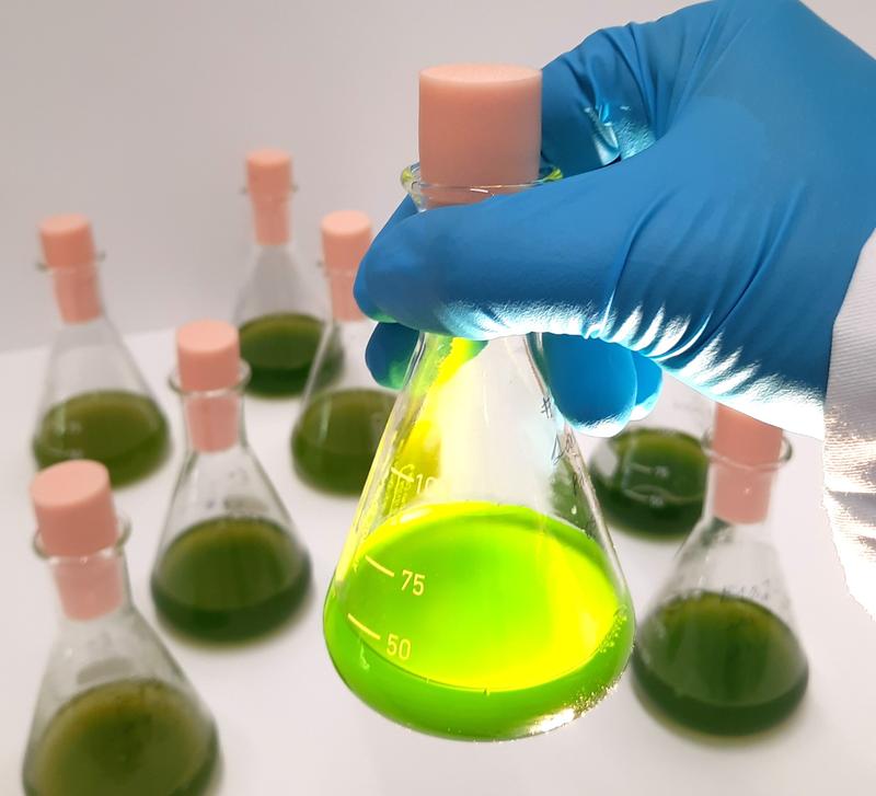 Liquid cultures of the microscopic green alga Chlamydomonas reinhardtii in the laboratory